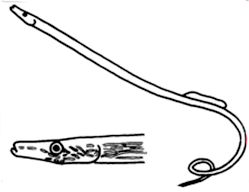 Nerophis ophidion_claves